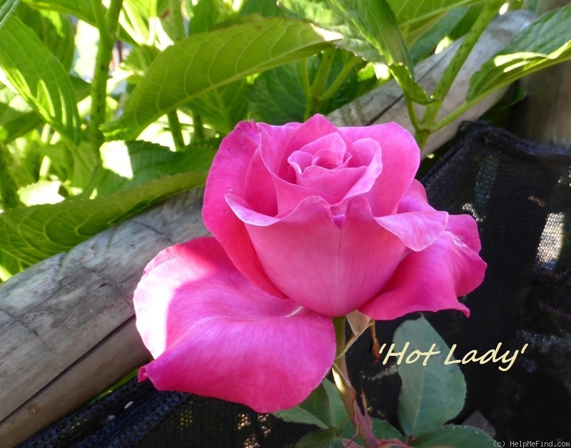 'Hot Lady ® (hybrid tea, Tantau, 1996/2003)' rose photo
