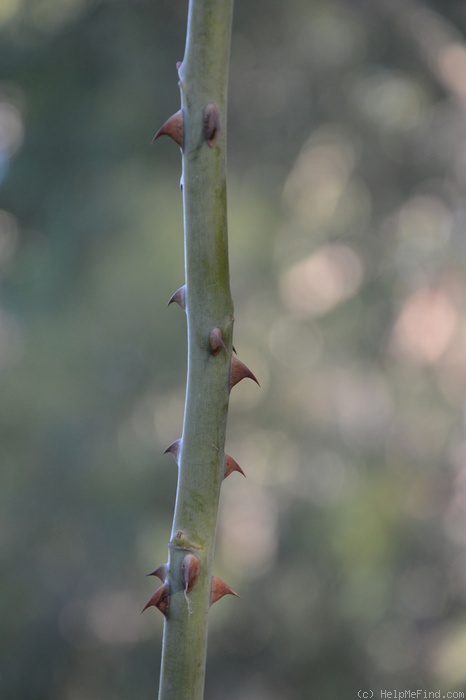 '