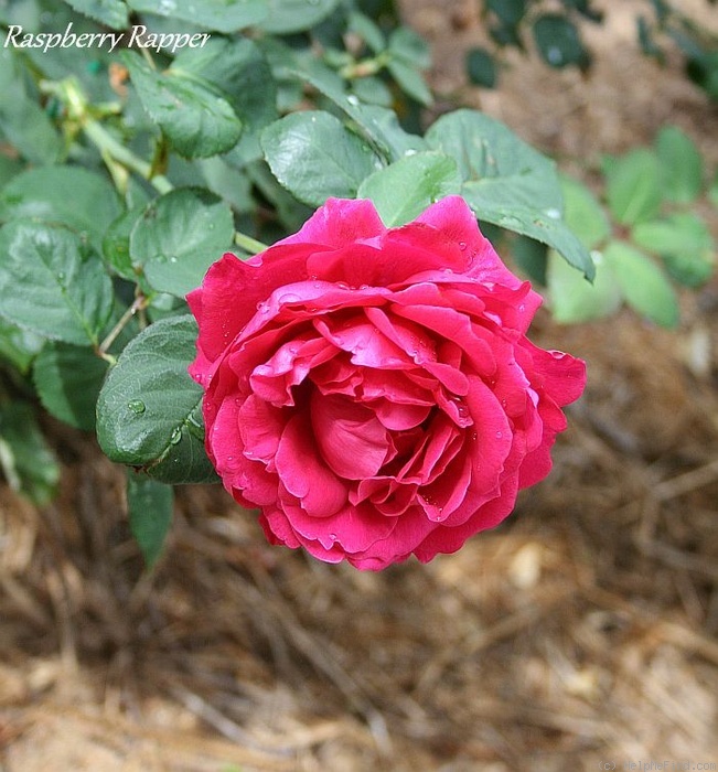 'Raspberry Rapper' rose photo