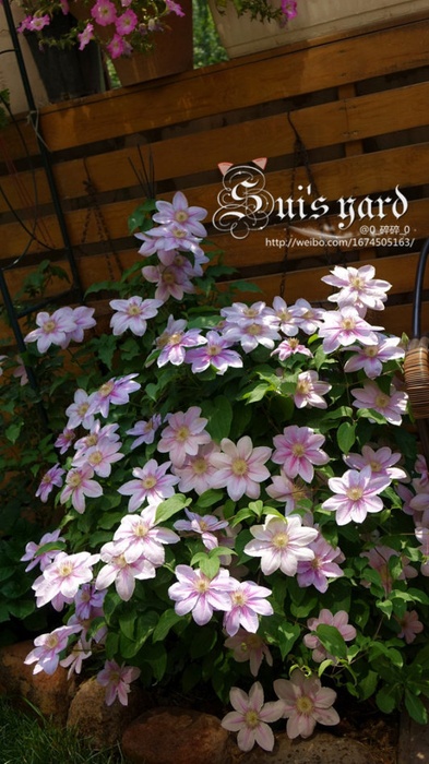 'Bees Jubilee' clematis photo