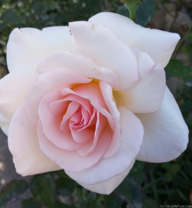 'Lady Sylvia' rose photo