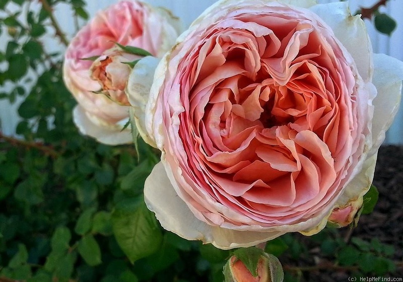 'Abraham Darby' rose photo