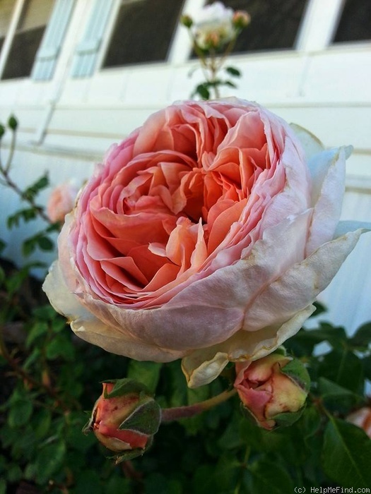 'Abraham Darby' rose photo