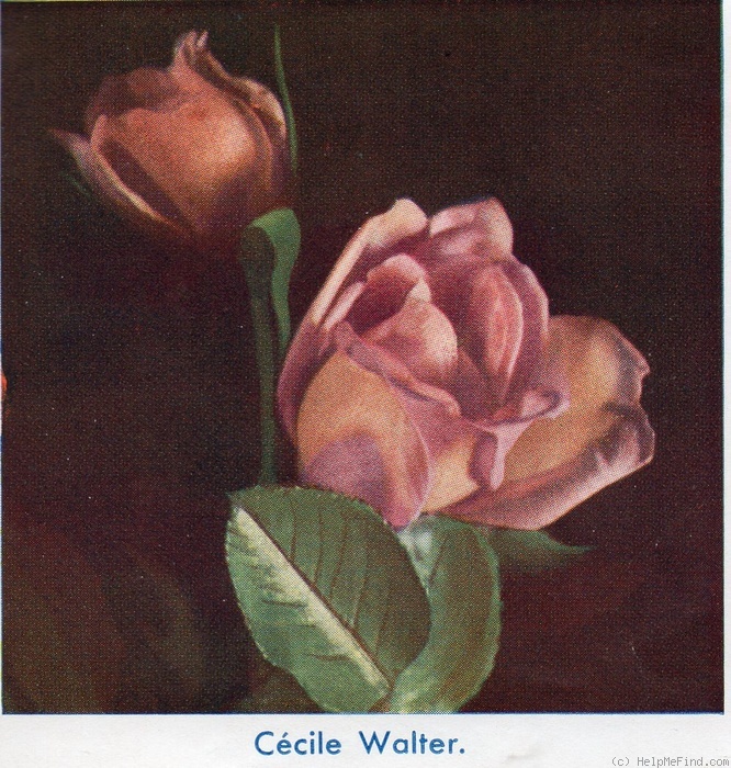 'Cécile Walter' rose photo