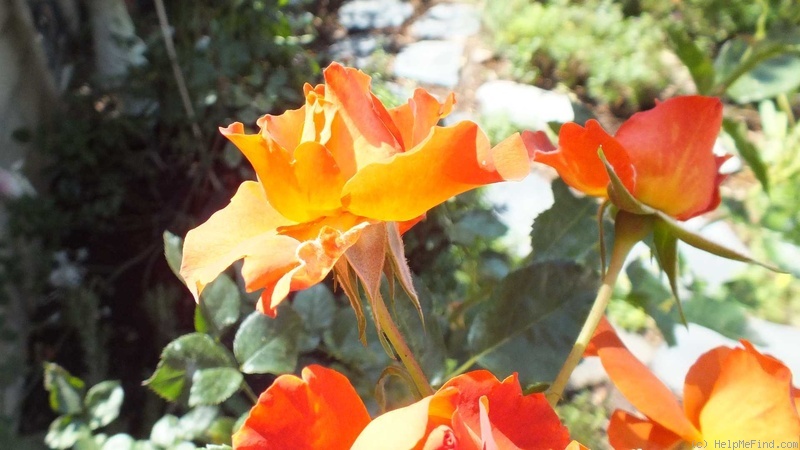 'Apricot Prince' rose photo