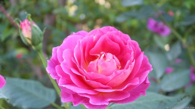 'Outta The Blue ™' rose photo