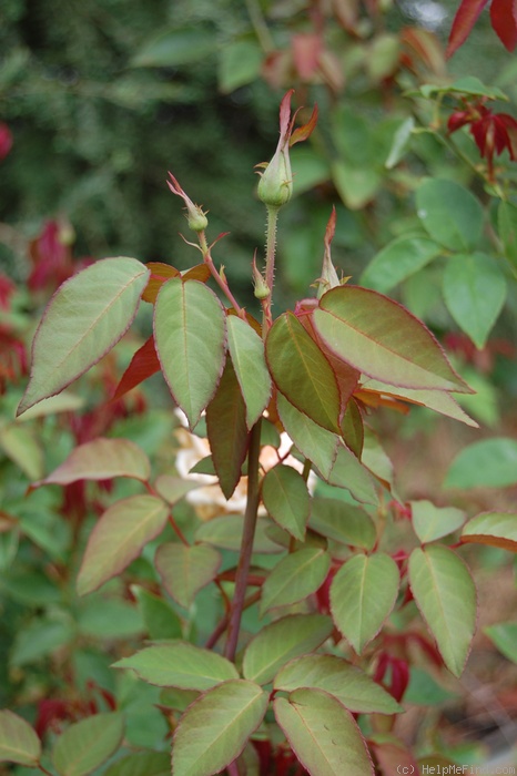 'Souvenir de Pierre Notting' rose photo