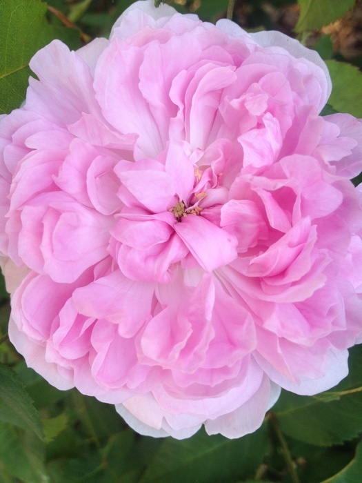 'Marchesa Boccella' rose photo