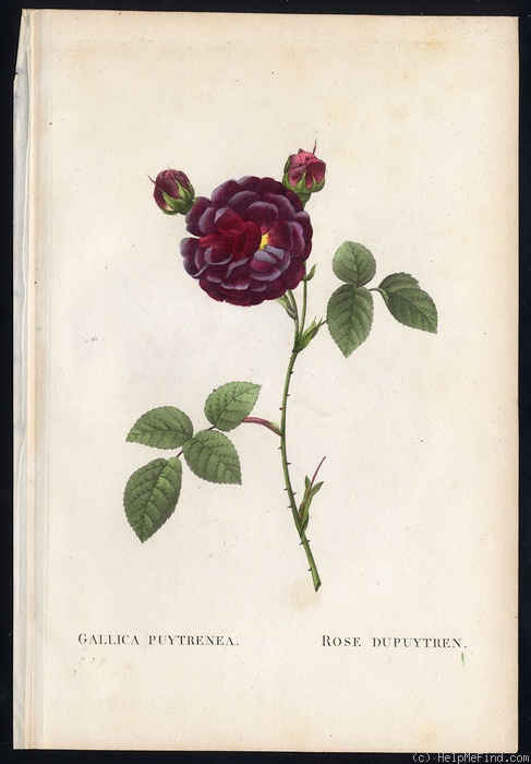 'Dupuytren' rose photo