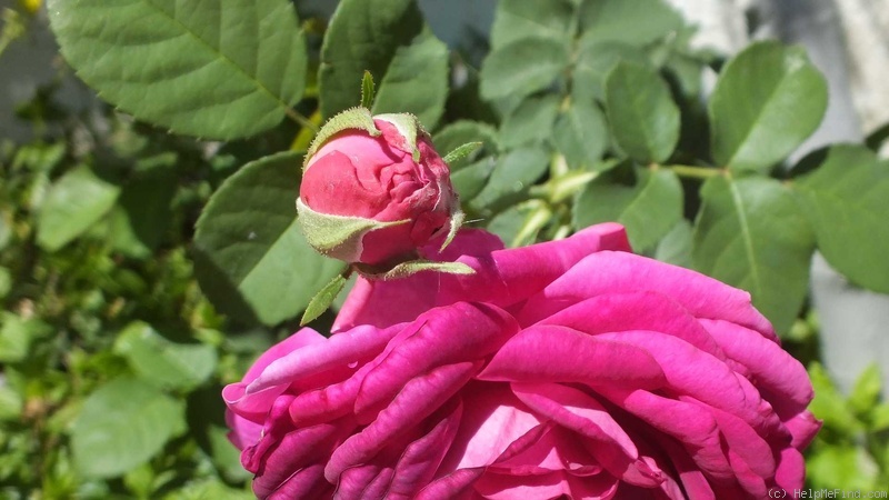 'Huntington Brocade' rose photo