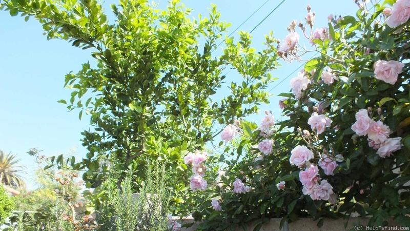 'Paul's Tea Rambler' rose photo