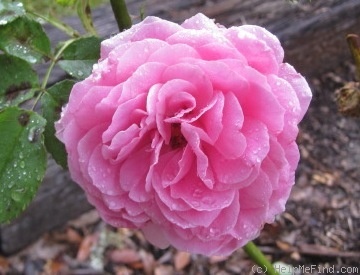 'Dame Edith Helen, Cl.' rose photo