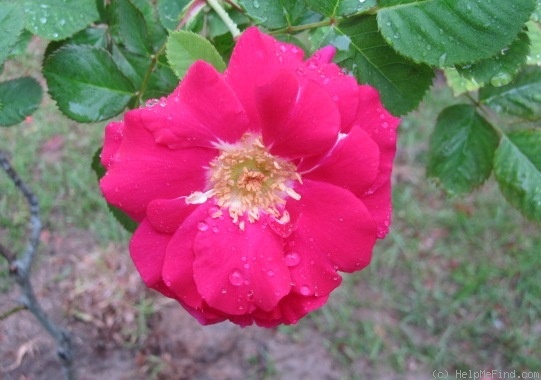 'MacFarlane's Own' rose photo