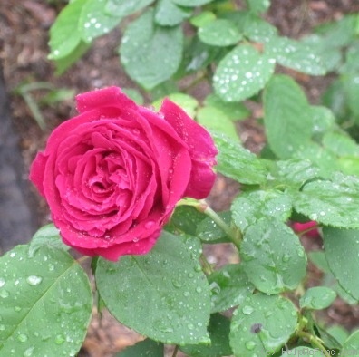 'Ards Rover' rose, click to enlarge 'Ards Rover' rose photo