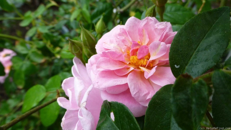 'Renae (Floribunda Cl, Moore, 1954)' rose photo