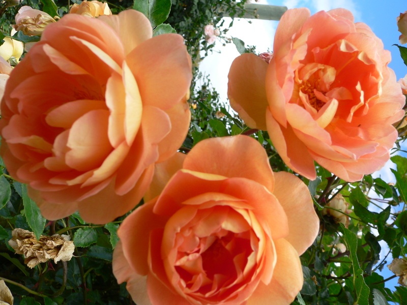 'Victoria State Rose Garden'  photo