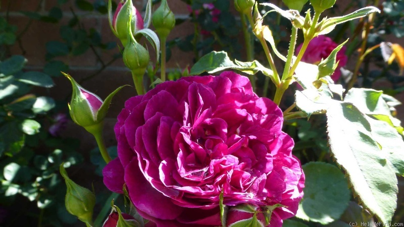 'Ebb Tide ™ (floribunda, Carruth 2001)' rose photo