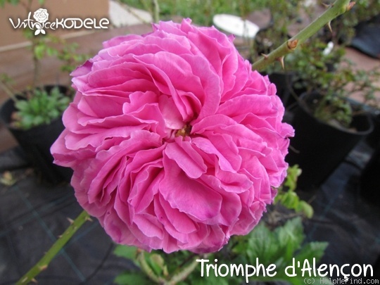 'Triomphe d'Alençon (hybrid perpetual, Chauvel/Touvais, 1858)' rose photo