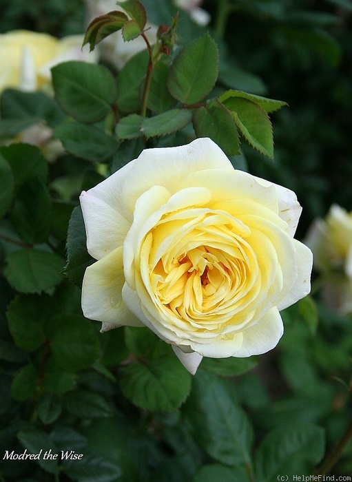 'Modred The Wise' rose photo