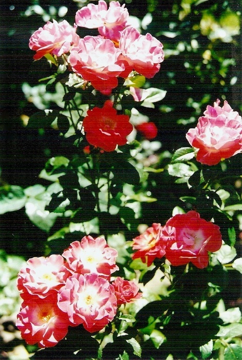 'Spirit of Tollcross' rose photo