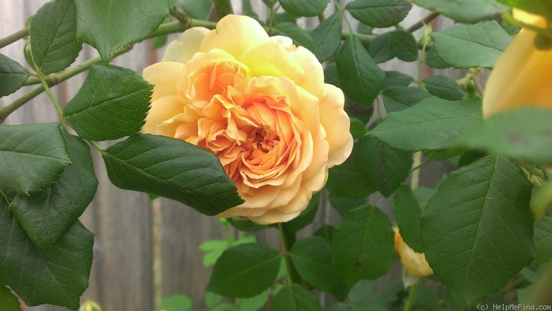 'Bronze Beauty' rose photo