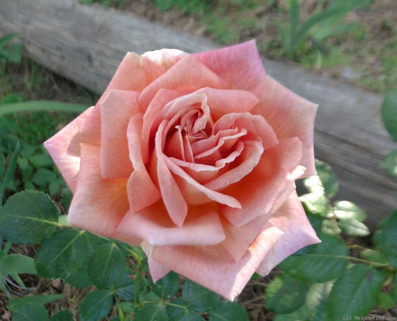 'Orange Ruffels' rose photo