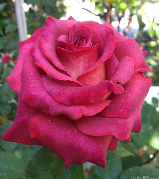 'Estelle ™ (hybrid tea, Olij 1997)' rose photo