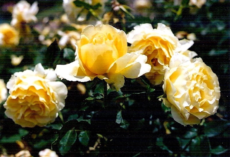 'Tivoli (hybrid tea, Olesen, 1994)' rose photo