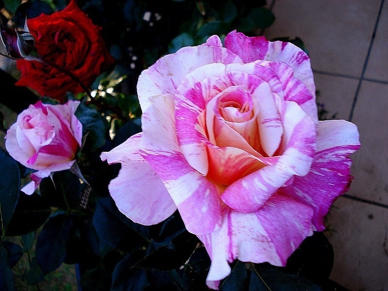 'Maurice Utrillo ™' rose, click to enlarge 'Maurice Utrillo ™' rose photo