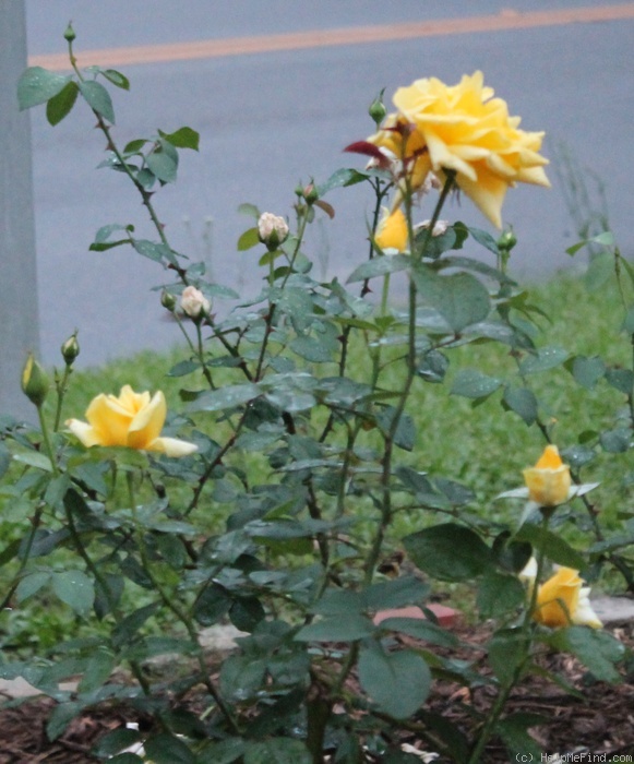 'Madame Marie Curie' rose photo