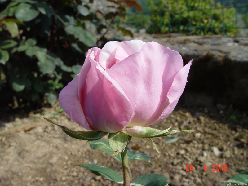 'Verschuren' rose photo