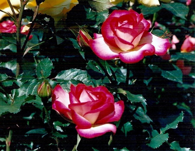 'Len Turner' rose photo