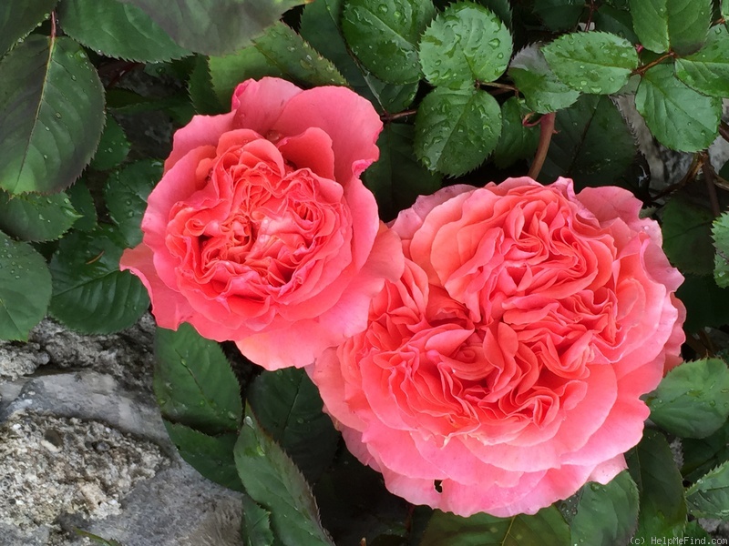 'Etrusca ®' rose photo
