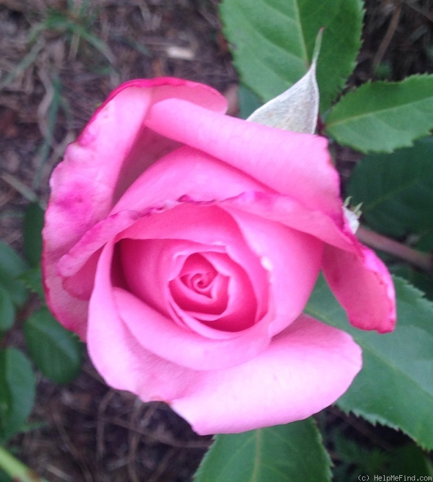 'Belinda's Dream (Shrub, Basye, 1988)' rose photo