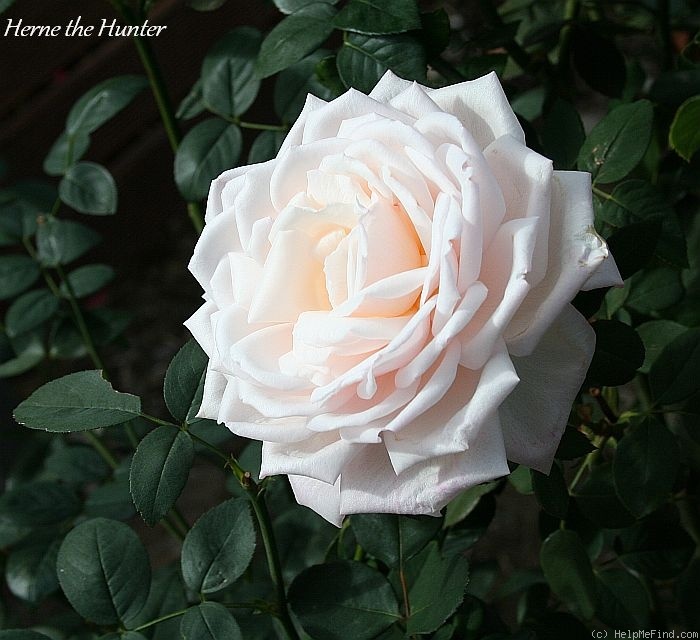 'Herne the Hunter' rose photo