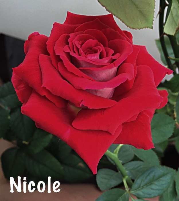'Nicole (hybrid tea, Kordes, 1998)' rose photo