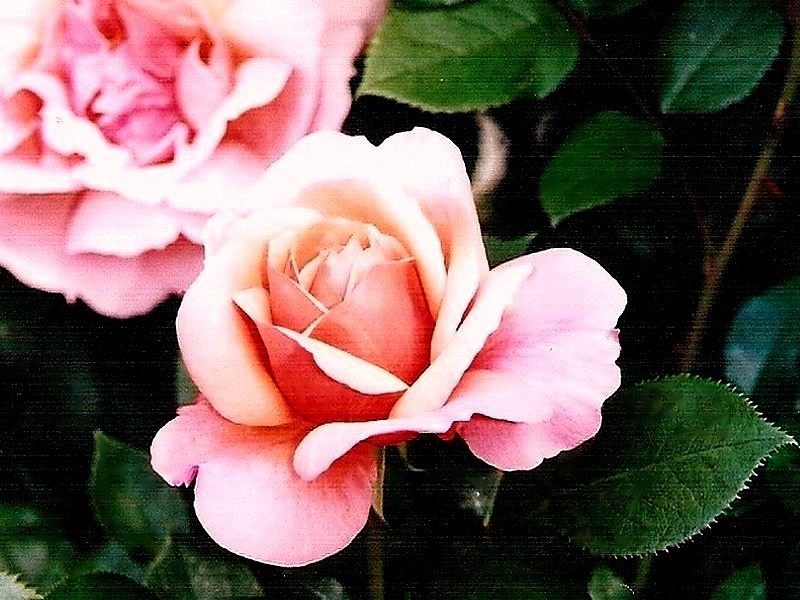 'Florence Arthaud' rose photo