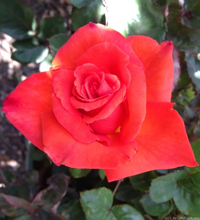 'Wildfire ™ (hybrid tea, Zary 2004)' rose photo