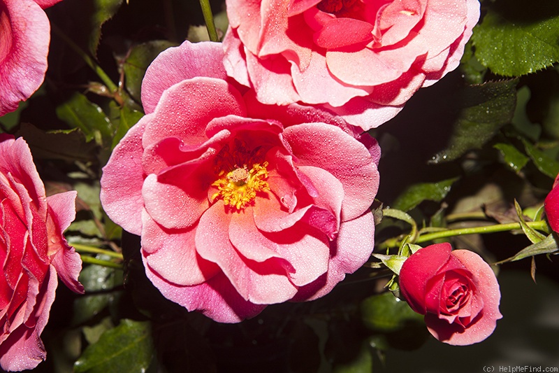 'Duet (hybrid tea, Swim, 1960)' rose photo