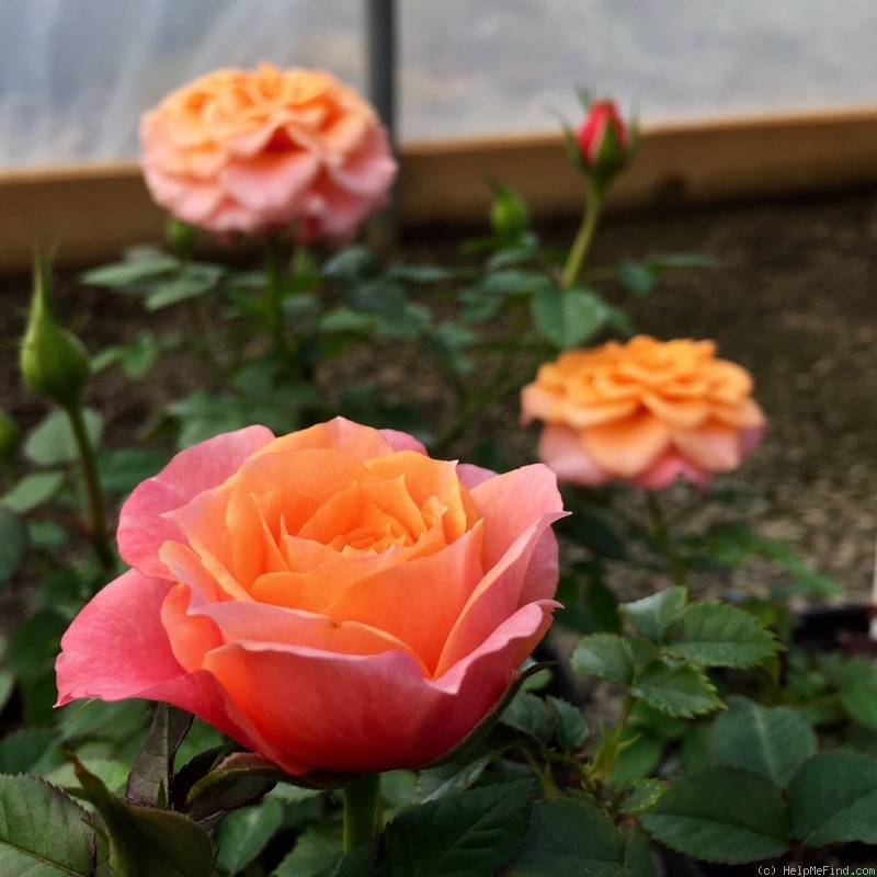 'Dora™ (mini-flora, Olesen/Poulsen, 2010)' rose photo