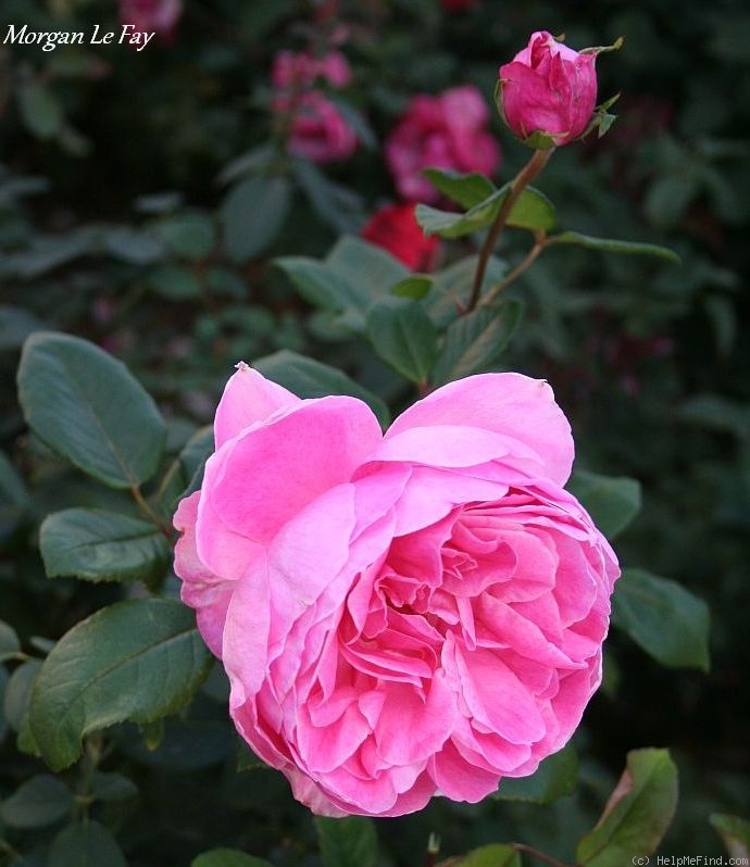 'Morgan Le Fay' rose photo