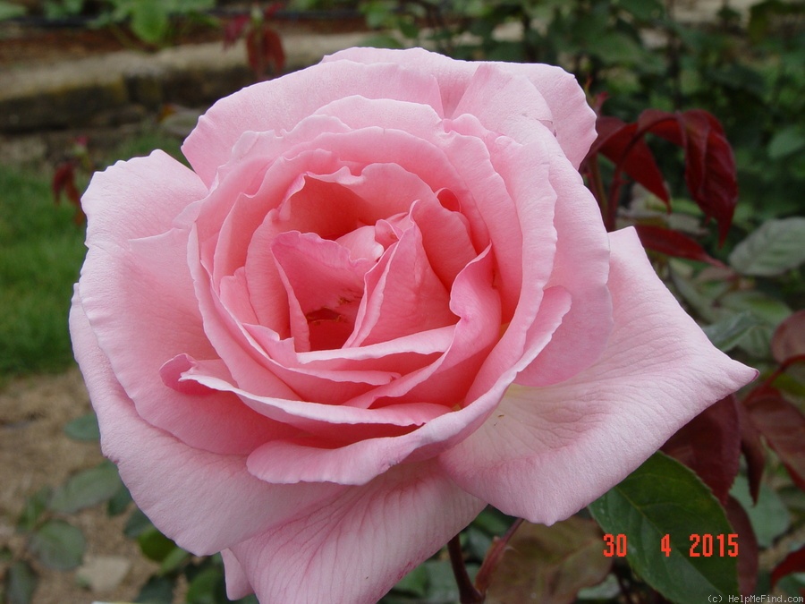 'New Zealand (Hybrid Tea. McGredy, 1988)' rose photo