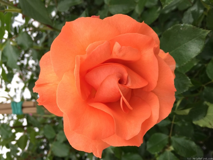 'Bright Future' rose photo