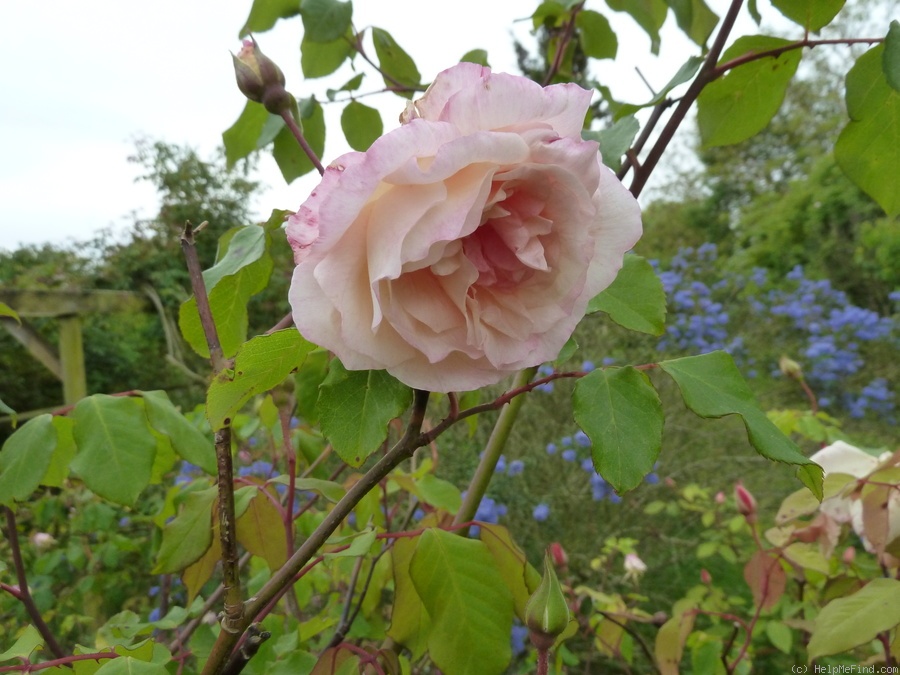 'Madame Scipion Cochet (tea, Bernaix, 1886)' rose photo