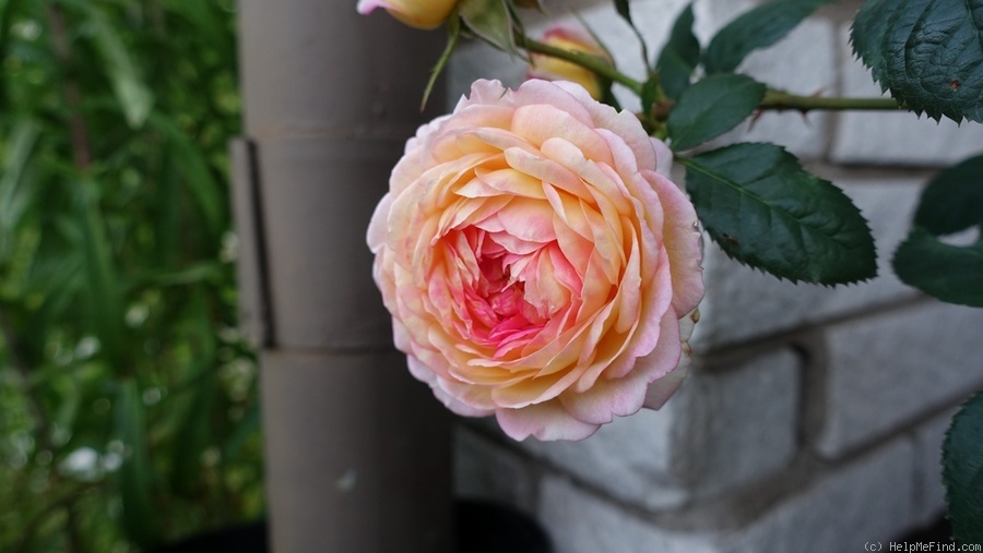 'Rosomane Janon ®' rose photo