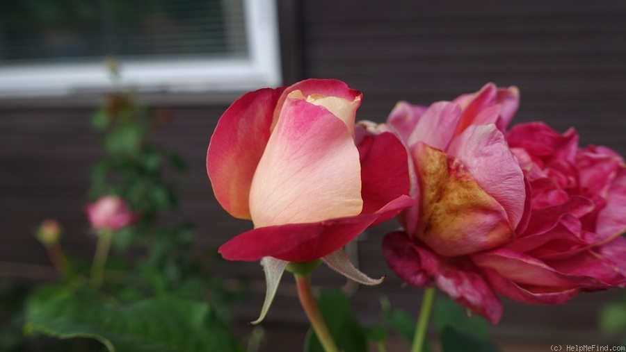 'Rosette Delizy' rose photo