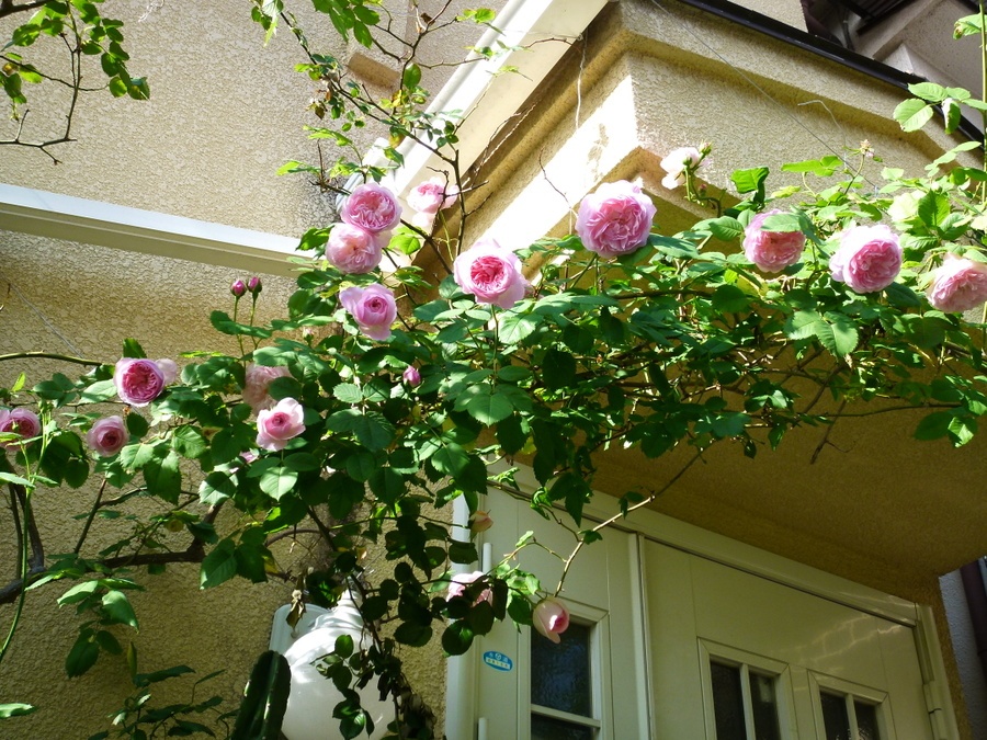 'Mayor of Casterbridge' rose photo