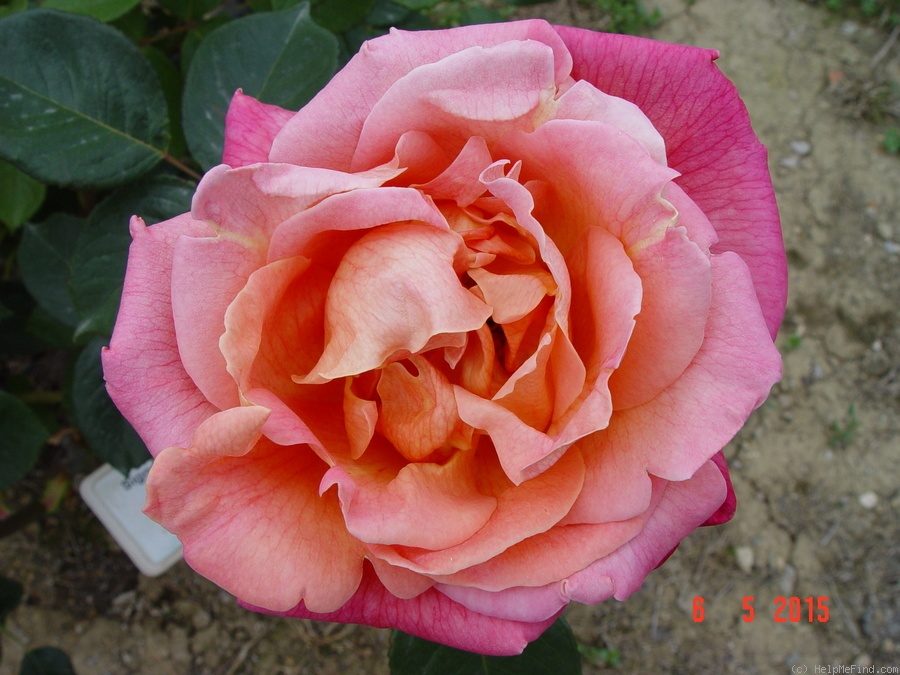 'Signora Puricelli' rose photo