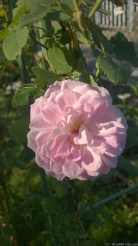 'Jacques Amyot (noisette, Varangot, 1849)' rose photo