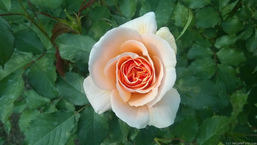 'Silvina Donvito ®' rose photo